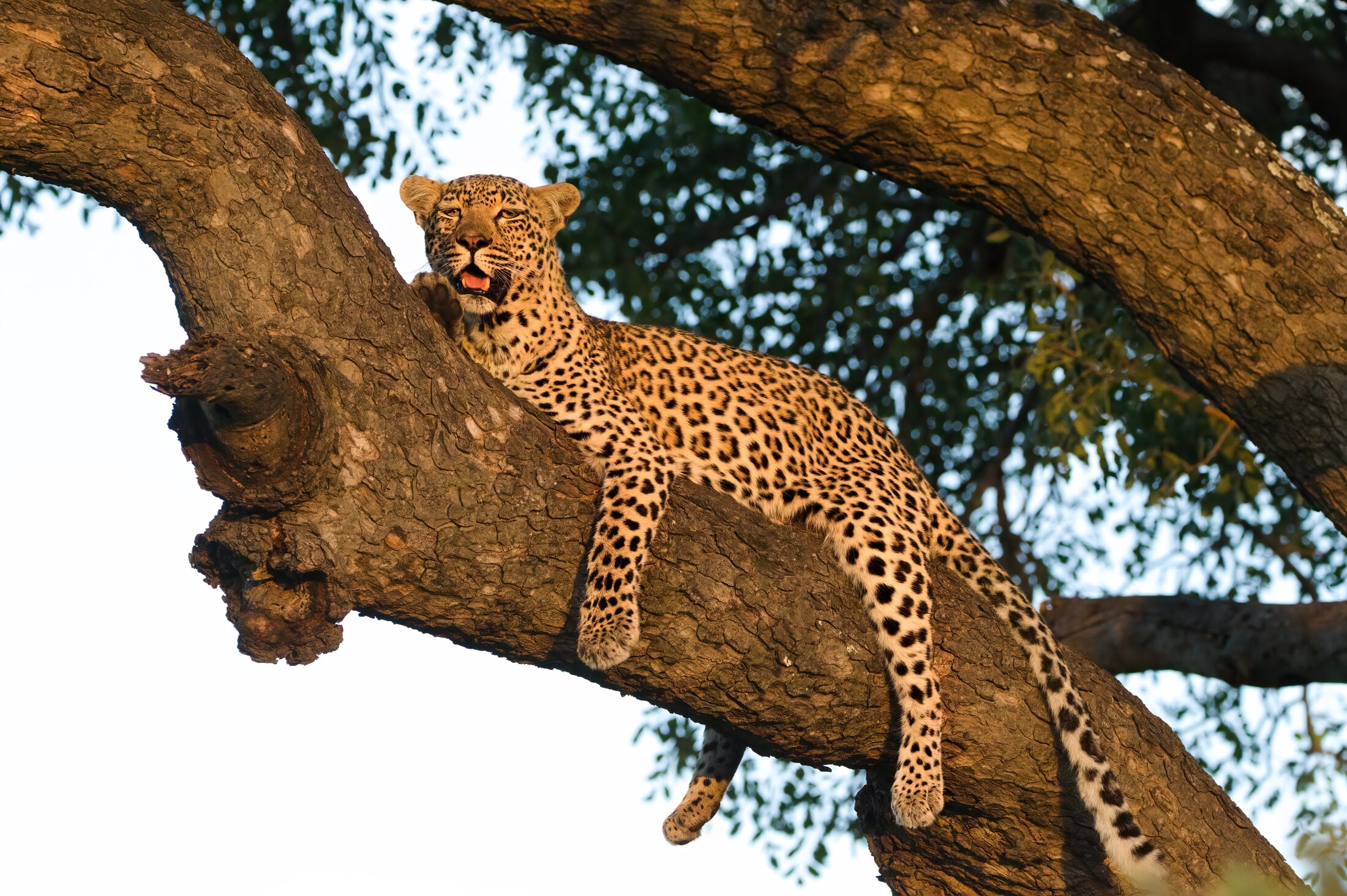 Leopard resting on a branch in golden light, Kruger National Park — photograph by Johan Evert